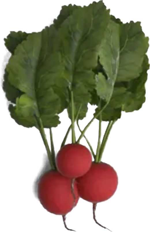 Fresh red radishes with green tops